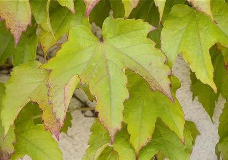 Parthenocissus tric.'Green Spring' - Dreilappige Jungfernrebe 'Green Spring'