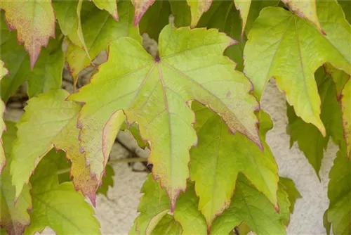 Dreilappige Jungfernrebe 'Green Spring' - Parthenocissus tric.'Green Spring'