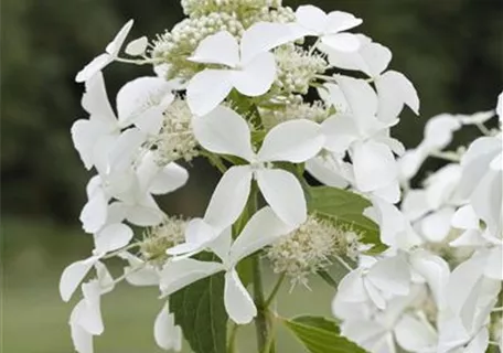 Hydrangea paniculata 'Kyushu' - Rispenhortensie 'Kyushu'