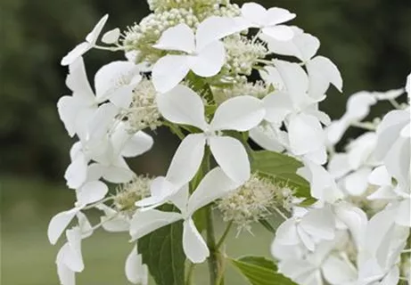 Hydrangea paniculata 'Kyushu' - Rispenhortensie 'Kyushu'