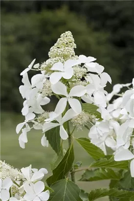 Rispenhortensie 'Kyushu' - Hydrangea paniculata 'Kyushu'