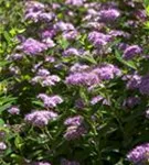 Rosa Zwergspiere - Spiraea japonica 'Little Princess'