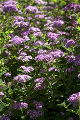 Rosa Zwergspiere - Spiraea japonica 'Little Princess'