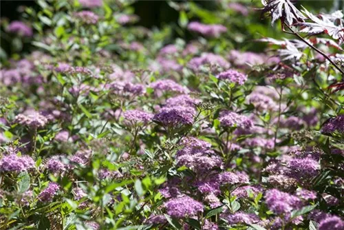 Rosa Zwergspiere - Spiraea japonica 'Little Princess'