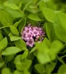 Rosa Zwergspiere - Spiraea japonica 'Little Princess'