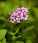 Rosa Zwergspiere - Spiraea japonica 'Little Princess'