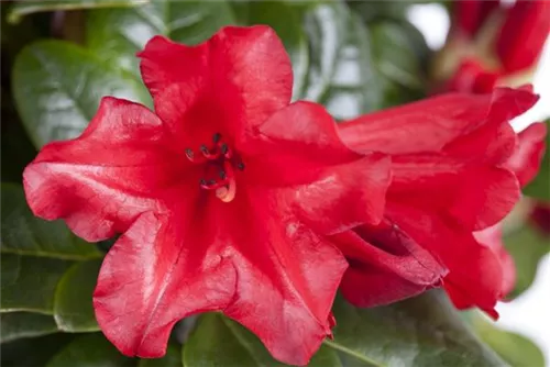 Zwergrhododendron 'Baden-Baden' - Rhododendron repens 'Baden-Baden' I