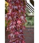 Dreilappige Jungfernreb.'Veitchii Robusta' - Parthenocissus tric.'Veitchii Robusta'