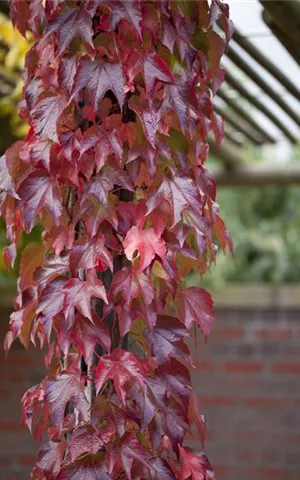 Parthenocissus tric.'Veitchii Robusta'