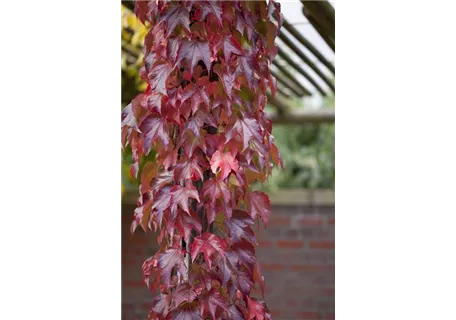 Parthenocissus tric.'Veitchii Robusta' - Dreilappige Jungfernreb.'Veitchii Robusta'