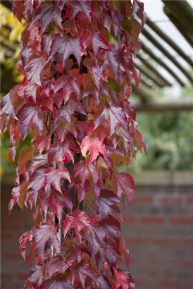 Dreilappige Jungfernreb.'Veitchii Robusta' - Parthenocissus tric.'Veitchii Robusta'