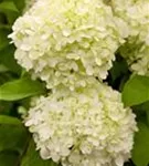 Rispenhortensie 'Limelight' -S- - Hydrangea paniculata 'Limelight' -S-