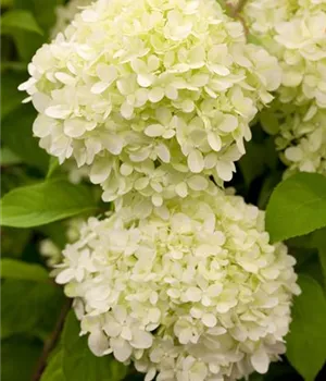 Hydrangea paniculata 'Limelight' -S-