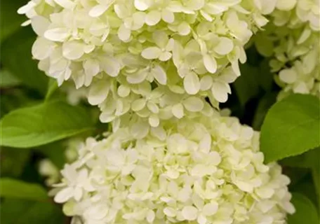 Hydrangea paniculata 'Limelight' -S- - Rispenhortensie 'Limelight' -S-