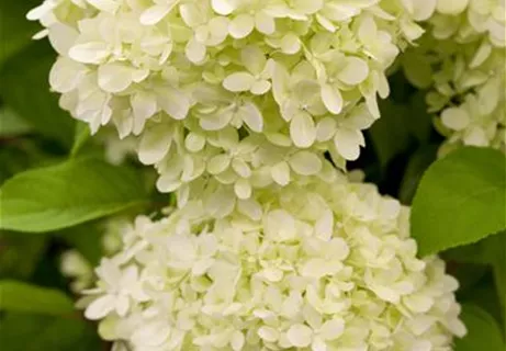 Hydrangea paniculata 'Limelight' -S- - Rispenhortensie 'Limelight' -S-