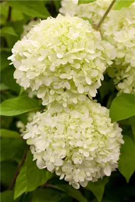 Rispenhortensie 'Limelight' -S- - Hydrangea paniculata 'Limelight' -S-