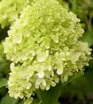 Rispenhortensie 'Limelight' -S- - Hydrangea paniculata 'Limelight' -S-