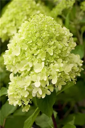 Rispenhortensie 'Limelight' -S- - Hydrangea paniculata 'Limelight' -S-