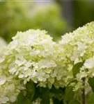 Rispenhortensie 'Limelight' -S- - Hydrangea paniculata 'Limelight' -S-