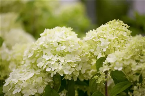 Rispenhortensie 'Limelight' -S- - Hydrangea paniculata 'Limelight' -S-