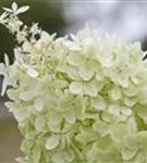 Rispenhortensie 'Limelight' -S- - Hydrangea paniculata 'Limelight' -S-