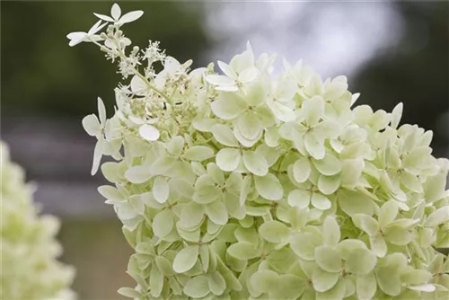 Rispenhortensie 'Limelight' -S- - Hydrangea paniculata 'Limelight' -S-