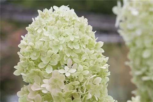 Rispenhortensie 'Limelight' -S- - Hydrangea paniculata 'Limelight' -S-