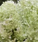 Rispenhortensie 'Limelight' -S- - Hydrangea paniculata 'Limelight' -S-