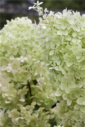 Rispenhortensie 'Limelight' -S- - Hydrangea paniculata 'Limelight' -S-