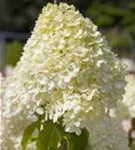 Rispenhortensie 'Limelight' -S- - Hydrangea paniculata 'Limelight' -S-