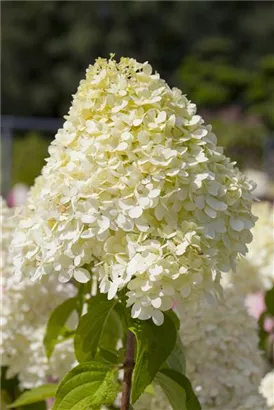 Rispenhortensie 'Limelight' -S- - Hydrangea paniculata 'Limelight' -S-