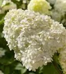 Rispenhortensie 'Limelight' -S- - Hydrangea paniculata 'Limelight' -S-