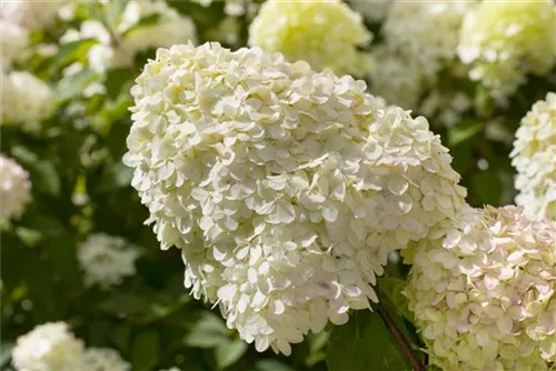 Rispenhortensie 'Limelight' -S- - Hydrangea paniculata 'Limelight' -S-