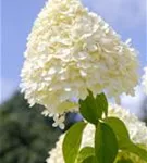 Rispenhortensie 'Limelight' -S- - Hydrangea paniculata 'Limelight' -S-