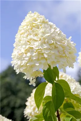 Rispenhortensie 'Limelight' -S- - Hydrangea paniculata 'Limelight' -S-