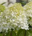 Rispenhortensie 'Limelight' -S- - Hydrangea paniculata 'Limelight' -S-