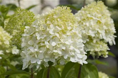 Rispenhortensie 'Limelight' -S- - Hydrangea paniculata 'Limelight' -S-