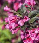 Weigelie 'Victoria' - Weigela florida 'Victoria'