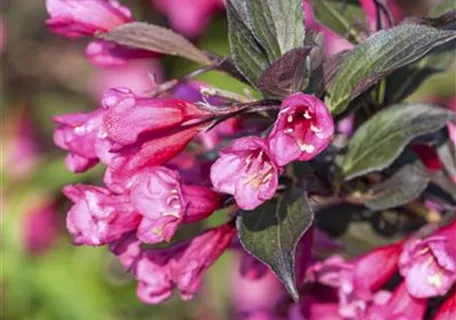 Weigela florida 'Victoria' - Weigelie 'Victoria'