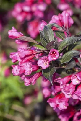 Weigelie 'Victoria' - Weigela florida 'Victoria'