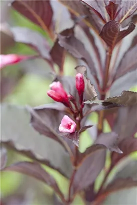 Weigelie 'Victoria' - Weigela florida 'Victoria'