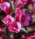 Weigelie 'Victoria' - Weigela florida 'Victoria'