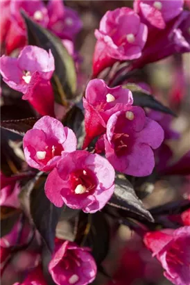 Weigelie 'Victoria' - Weigela florida 'Victoria'