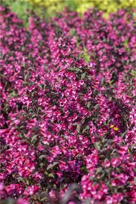 Weigelie 'Victoria' - Weigela florida 'Victoria'