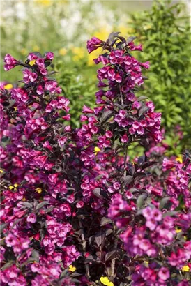 Weigelie 'Victoria' - Weigela florida 'Victoria'