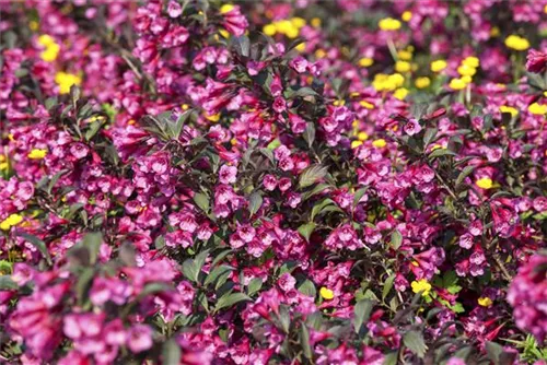 Weigelie 'Victoria' - Weigela florida 'Victoria'