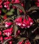 Weigelie 'Victoria' - Weigela florida 'Victoria'