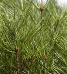 Japan.Strauchkiefer 'Jane Kluis' - Pinus densiflora 'Jane Kluis'