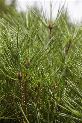 Japan.Strauchkiefer 'Jane Kluis' - Pinus densiflora 'Jane Kluis'