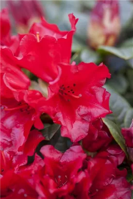 Zwergrhododendron 'Bengal' - Rhododendron repens 'Bengal' I